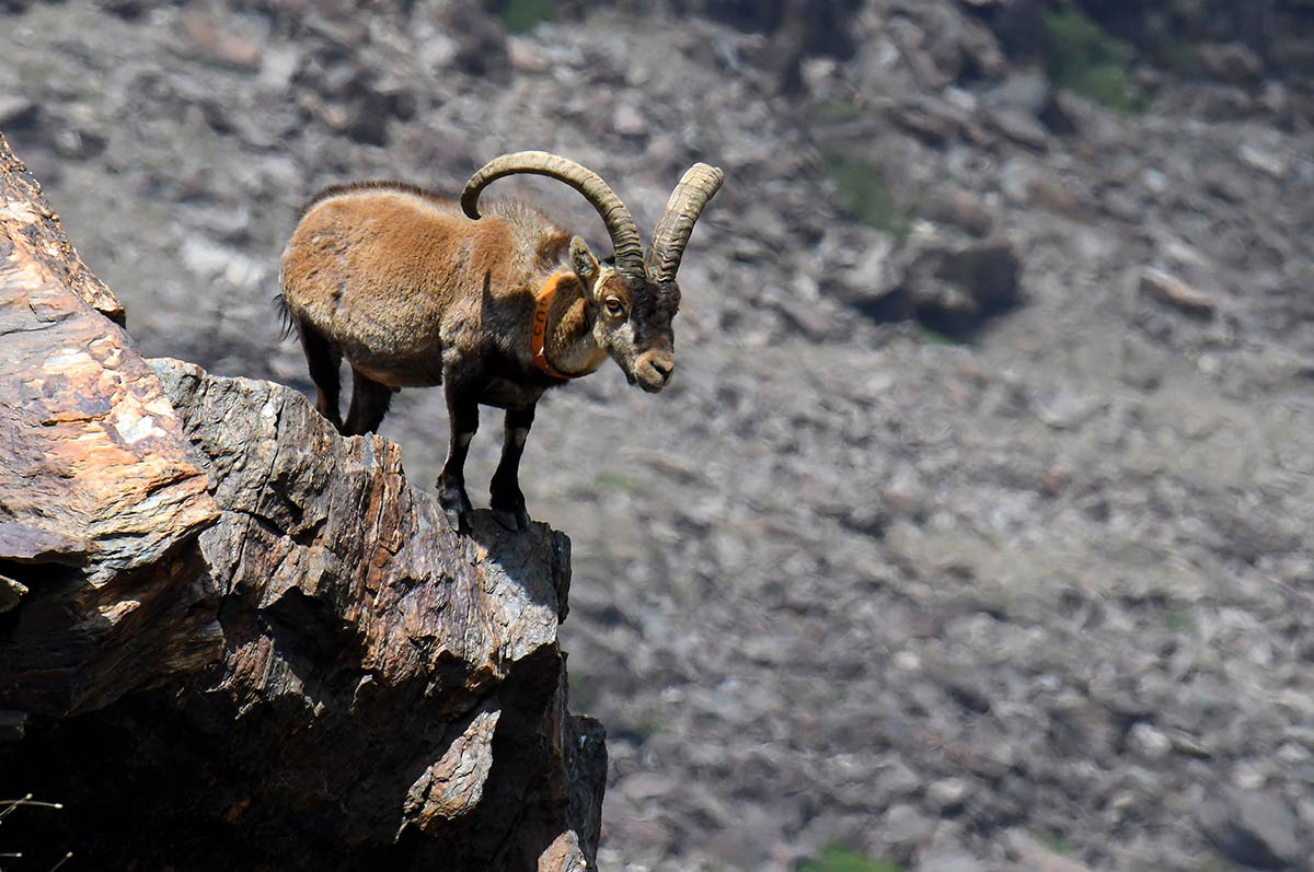 Capra pyrenaica hispanica. Elementos del paisaje y biodiversidad que se han convertido en la imagen más representativa de la montaña nevadense