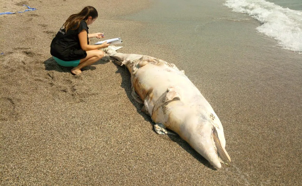 Una representante de Equinac estudia el cadáver del delfín aparecido en la playa de la capital. 
