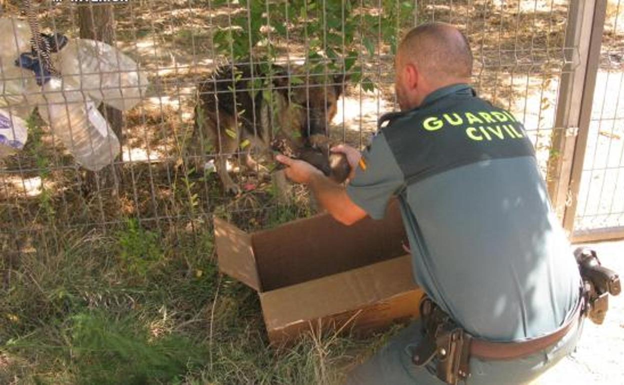 La Guardia Civil rescata a seis cachorros enterrados vivos en Teruel. 