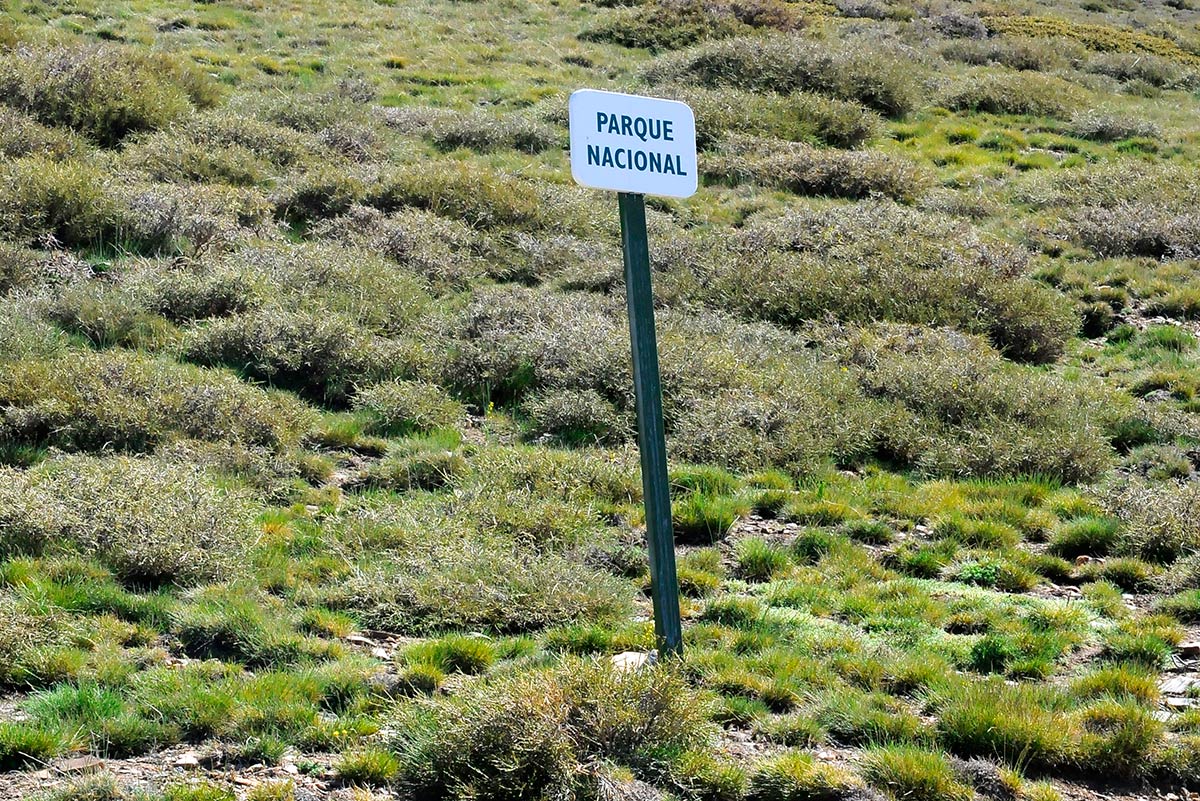 Aferrados a la tierra, piornales y enebrales tapizan las laderas de la alta montaña de Sierra Nevada. Especies vegetales que crean un ecosistema-refugio donde sobrevivir ante las condiciones climáticas extremas del invierno nevadense