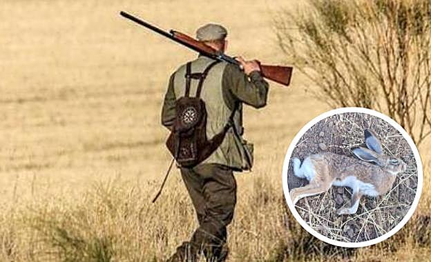 Liebre afectada por mixomatosis. 