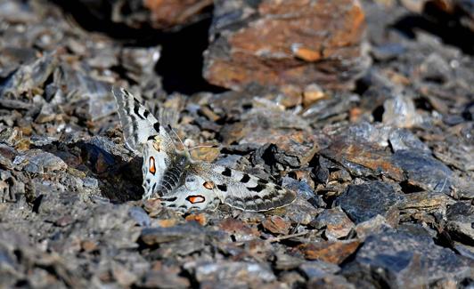 Parnassius apolo nevadensis 