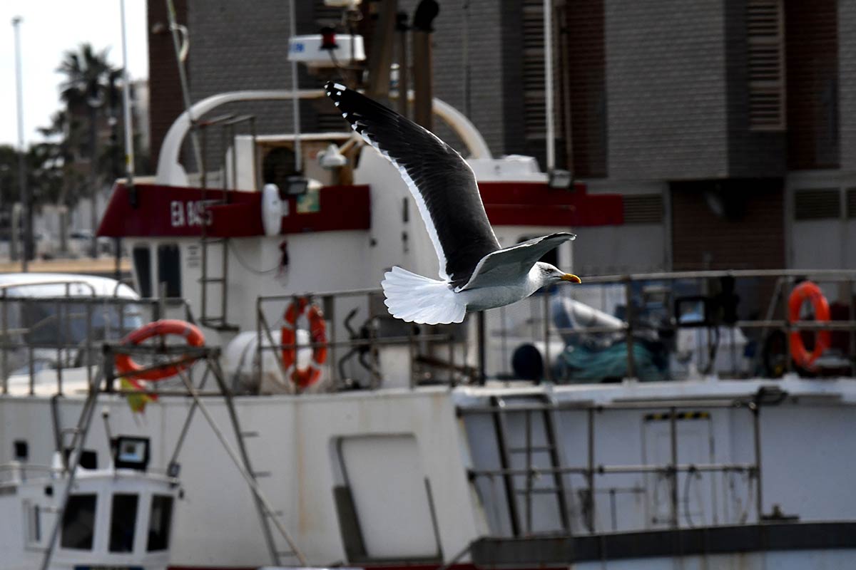 Las dársenas pesqueras y deportivas son un nuevo ecosistema donde sobreviven aves acuáticas, peces e invertebrados marinos | Diversas especies de gaviotas, cormoranes, y garcetas esperan, cada día, la llegada de los pesqueros para aprovechar descartes y restos de las redes