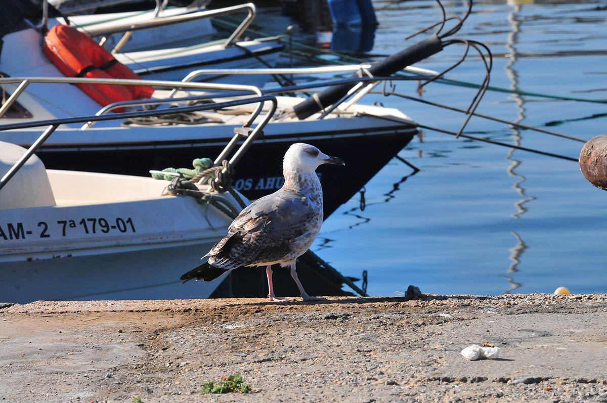 Las dársenas pesqueras y deportivas son un nuevo ecosistema donde sobreviven aves acuáticas, peces e invertebrados marinos | Diversas especies de gaviotas, cormoranes, y garcetas esperan, cada día, la llegada de los pesqueros para aprovechar descartes y restos de las redes
