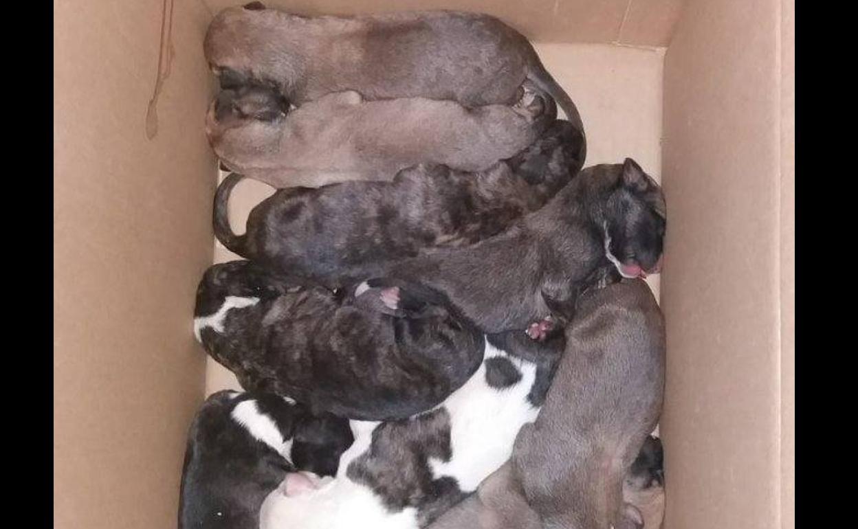 Encuentran a nueve cachorros abandonados en un contenedor de Jaén