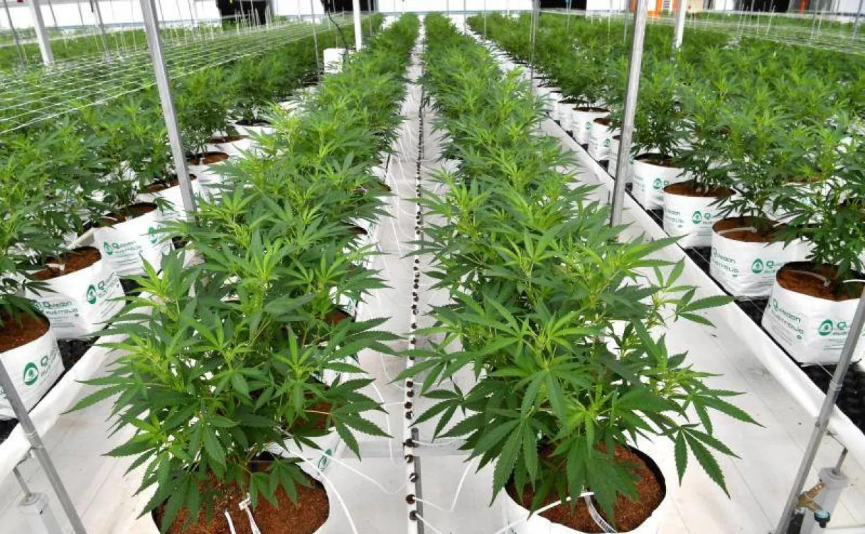 Plantación medicinal de cannabis en Australia. 