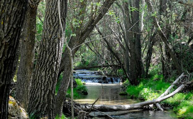 Galería. Cauce del río Aguas Blancas 