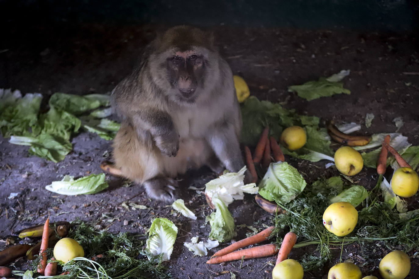 Los animales que quedan se marchan este mes y a partir de ahí se busca una empresa que reviva este parque natural que ahora parece un lugar fantasma