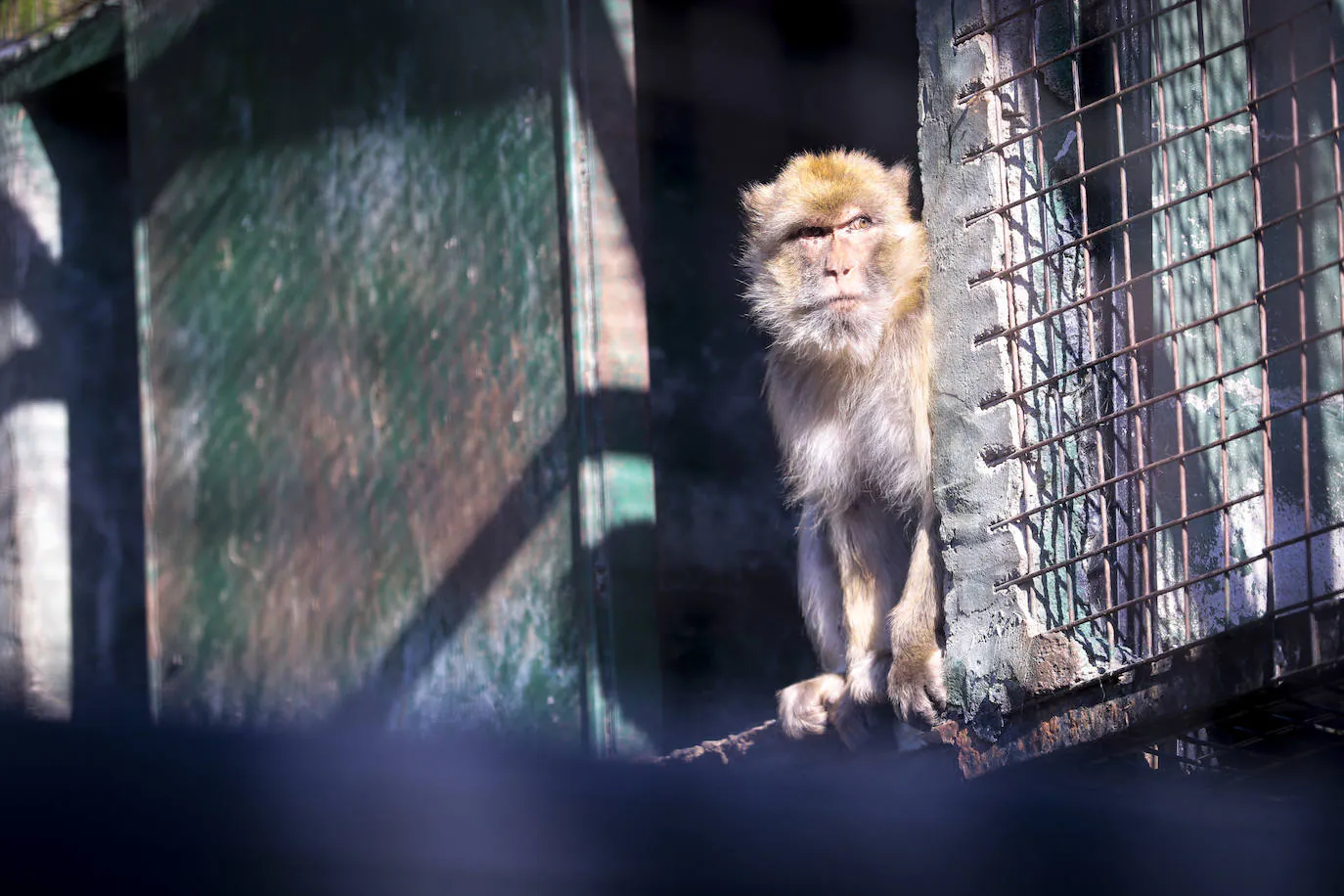 Los animales que quedan se marchan este mes y a partir de ahí se busca una empresa que reviva este parque natural que ahora parece un lugar fantasma