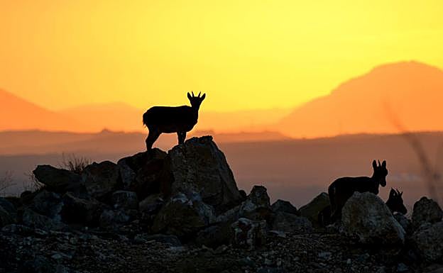 Imagen principal - Arriba, al atardecer, las cabras hembra se reúnen entre las piedras. A la izquierda, David Peula con Sierra Elvira a su espalda. A la derecha, la capra pyrenaica hispanica.