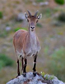 Imagen secundaria 2 - Caprapyrenaica hispanica en Sierra Elvira; David Peula; hembra de cabra montés 