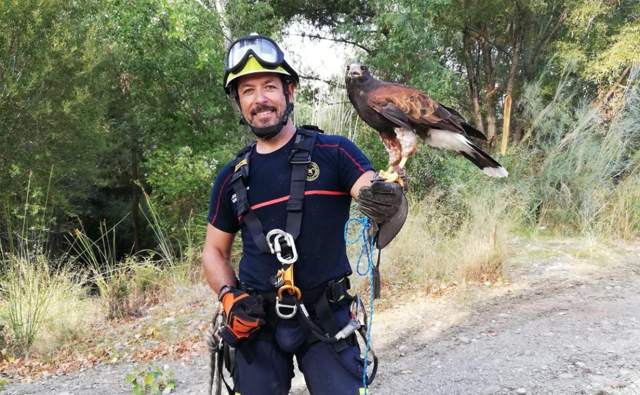 Un bombero muestra al águila 'Harris' tras el rescate