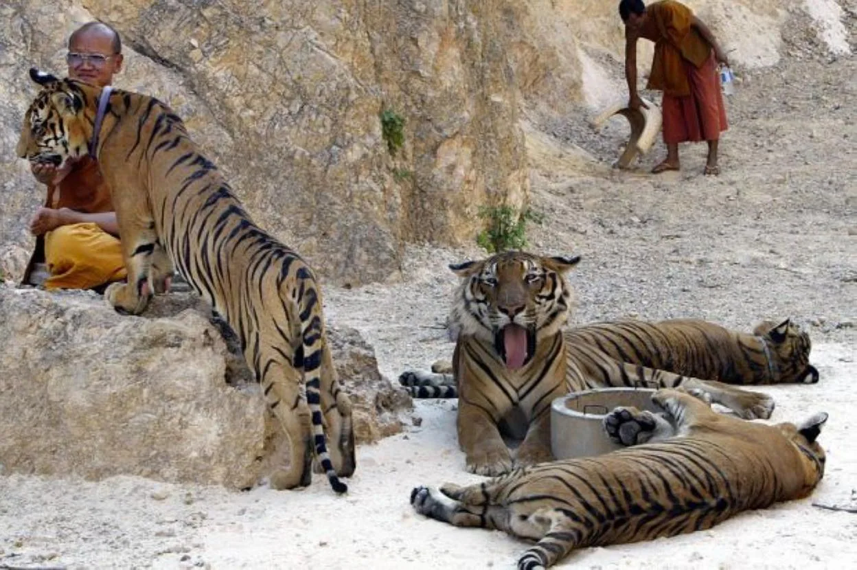 Mueren más de la mitad de los felinos del Templo del Tigre al ser trasladados a un parque natural