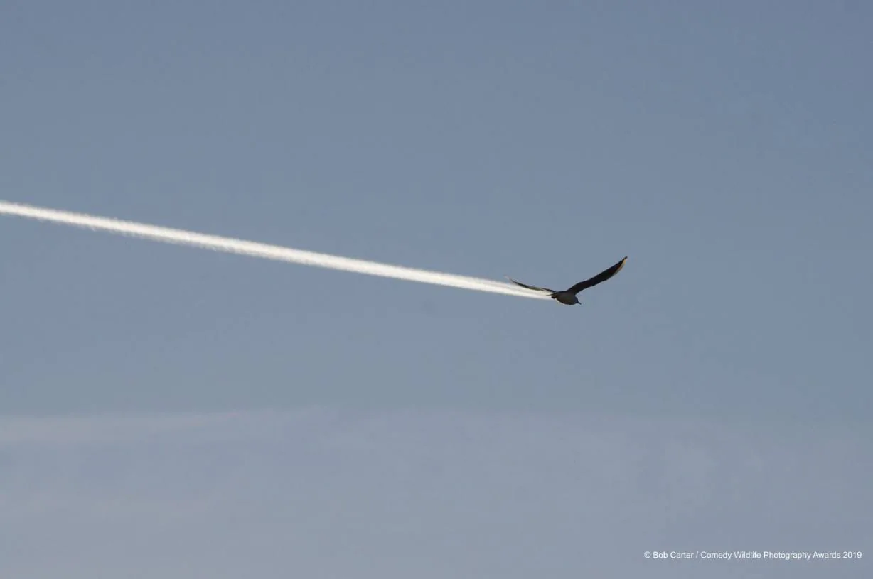 Bob Carter firma esta fotografía realizada en Reino Unido y titulada '¿Es un pájaro, es un avión?'