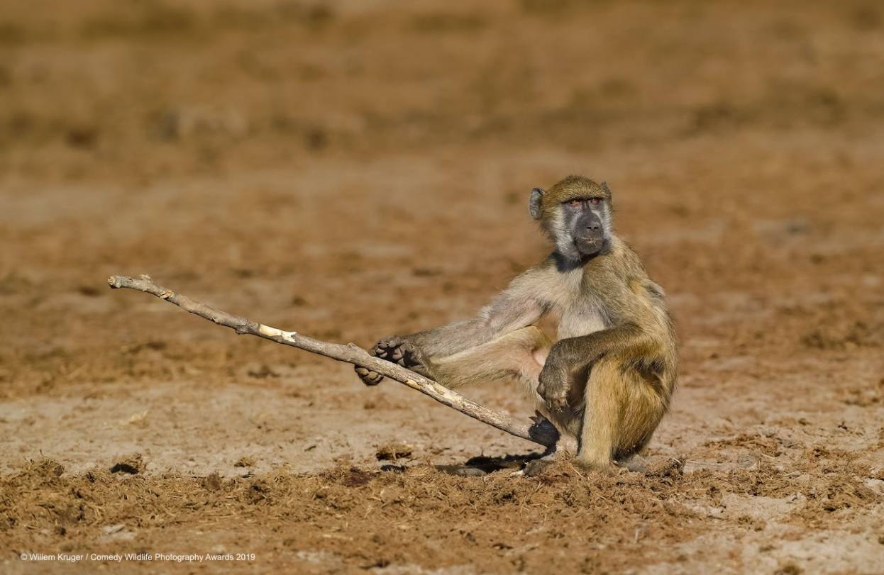 'Babuino pescando', una foto realizada por Willem Kruger en Botswana