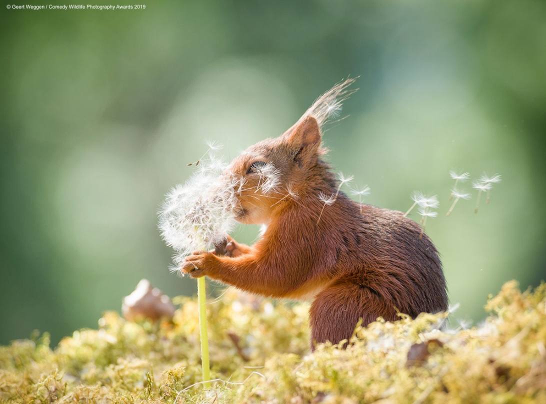 Geert Weggen captó esta entrañable imagen en Suecia. La tituló 'Deseos de Ardilla'