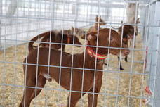 Esta viernes se ha inaugurado de manera oficial la XIII edición de Ibercaza, la feria de caza y pesca de la provincia de Jaén 