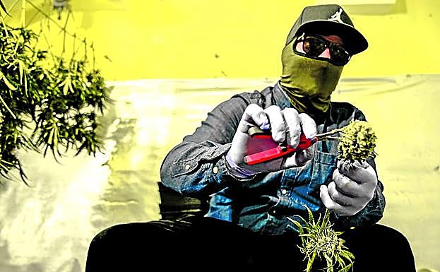 La marihuana que se cultiva en viviendas es un medio para obtener un sobresueldo. 
