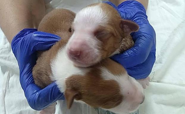 Los dos cachorros, después de haber sido rescatados del contenedor
