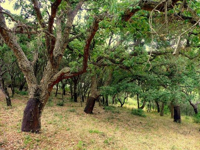 Parque Natural de Los Alcornocales (Cádiz y Málaga)