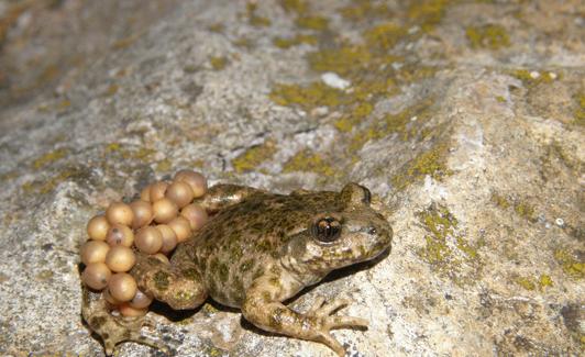 El sapo partero bético macho transporta los huevos sobre las ancas posteriores