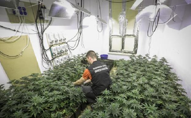 Un agente de la Guardia Civil corta plantas de marihuana en una de las muchas habitaciones de este edificio repartido en tres plantas.