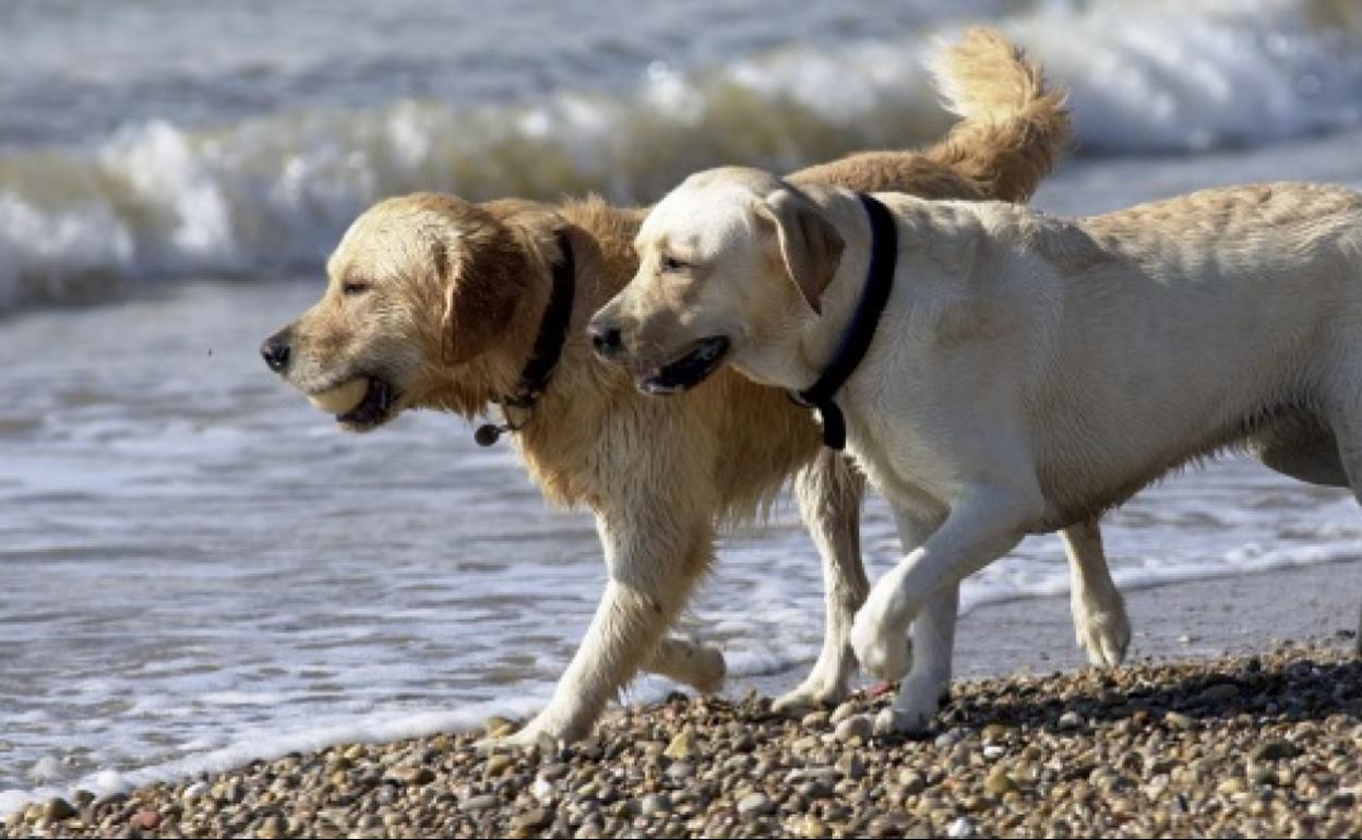 Tener un perro mejora ostensiblemente la vida de los humanos, lo confirma la ciencia