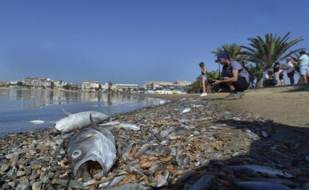 Peces muertos en la orilla del Mar Menor.