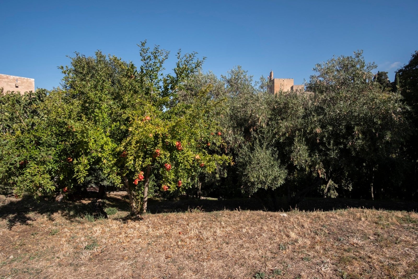 Los granadinos van ganando espacios para su conocimiento de la ciudad y de la Alhambra