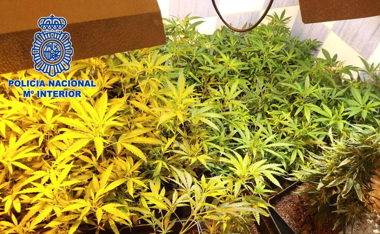 Operación Flamenco: 2.844 plantas de marihuana intervenidas y 5 detenidos en Almería