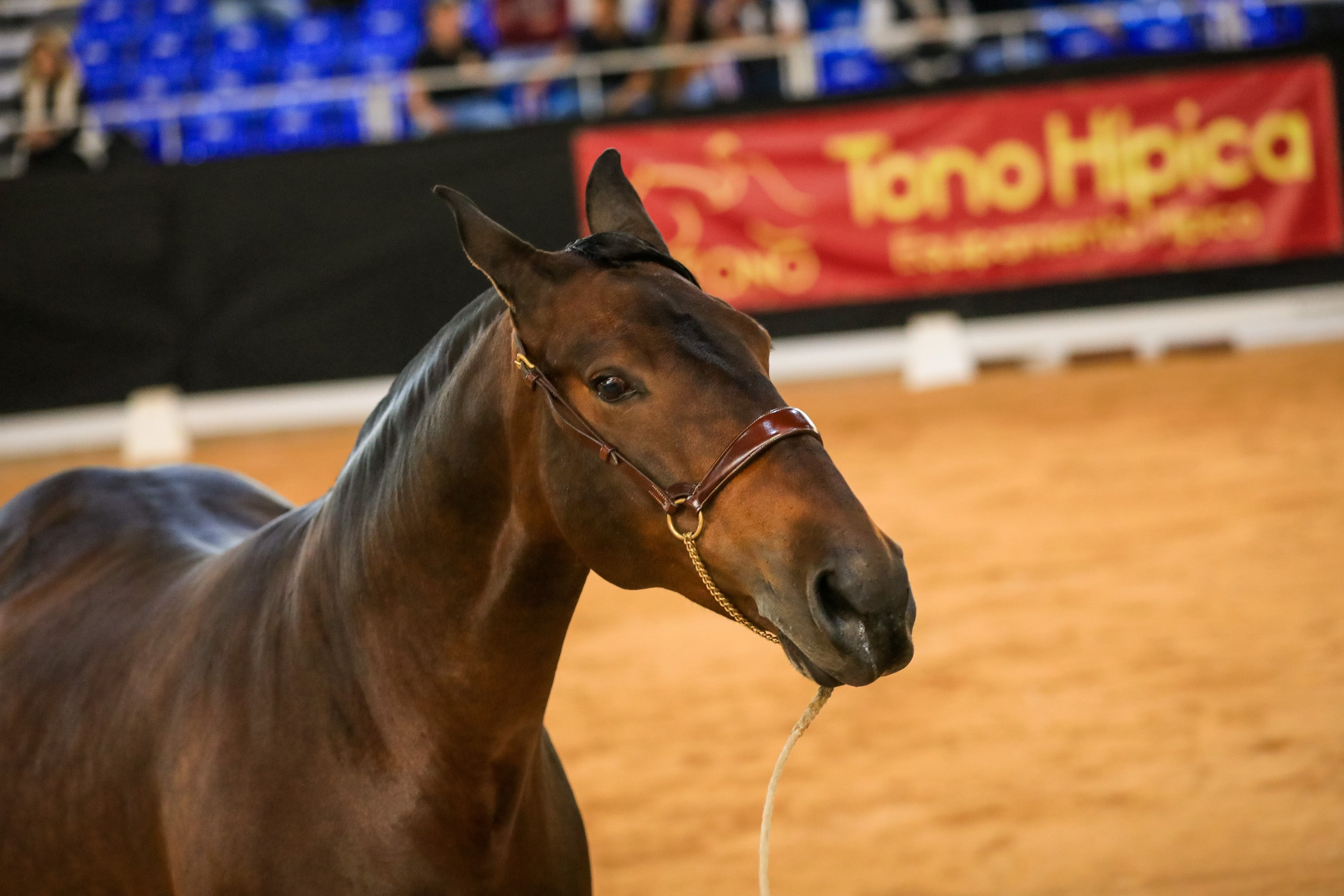 Concab Granada 2019 cumple su vigésima edición consolidada como una de las ferias dedicadas al caballo más importantes de España. Se espera que sean más de 20.000 personas las que visiten la Feria de Muestras de Armilla