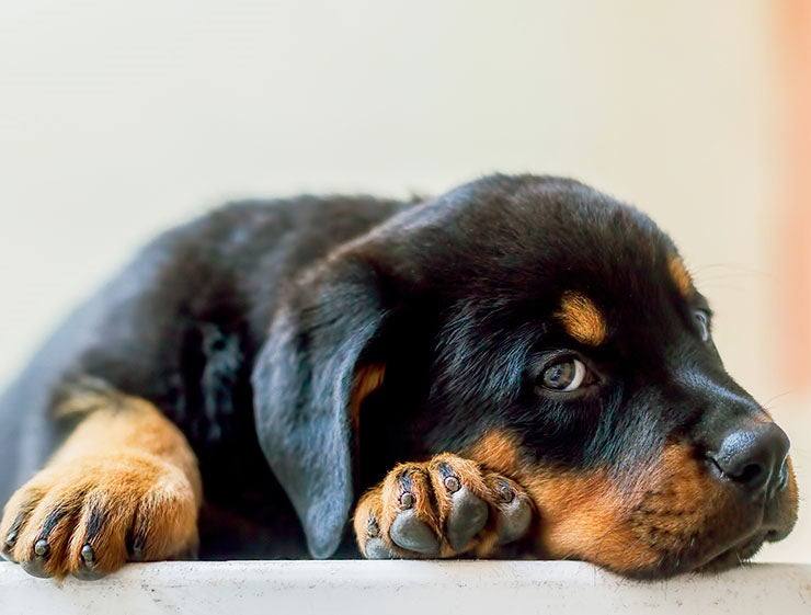 Todo lo que necesitas saber para cuidar de un cachorro