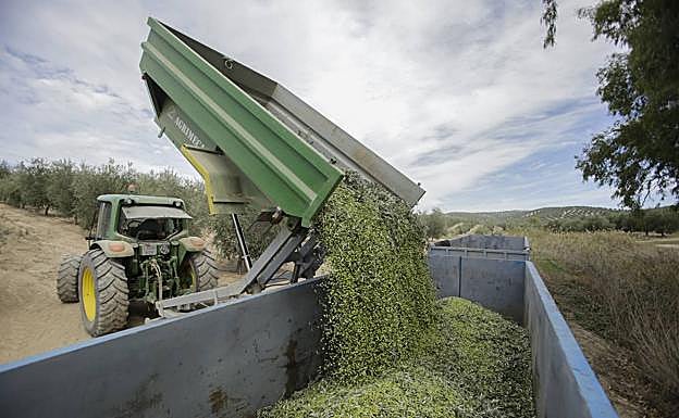 Vaciado de un remolque lleno de aceitunas recién cosechadas. 