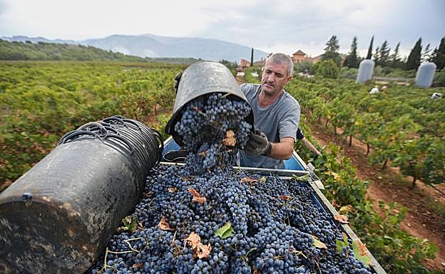 Un trabajador recoge uva en la vendimia de la bodega Señorío de Nevada.