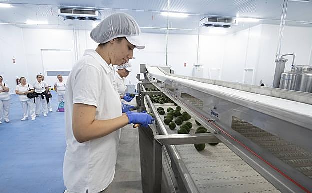 Trabajadoras listas para lanzar la producción en la nueva planta de La Caña Nature. 
