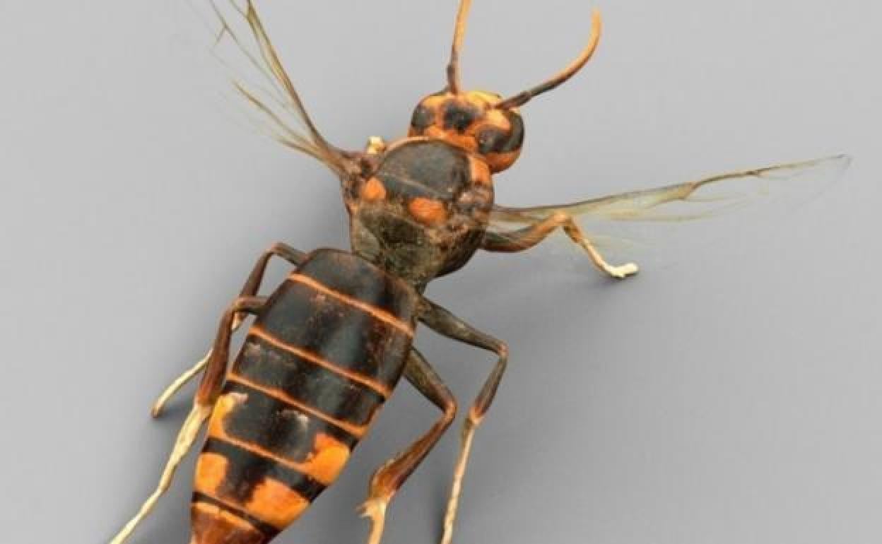 Alerta por avispa asiática en España: muere un hombre por un ataque