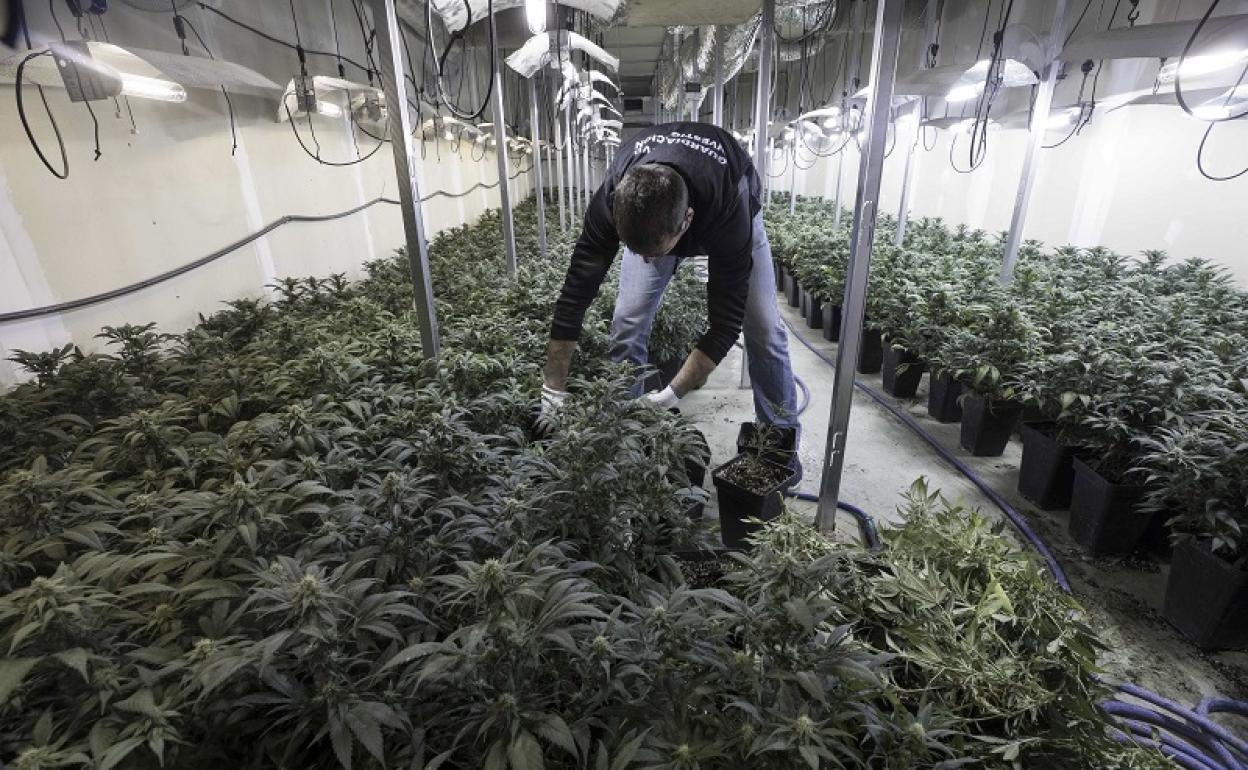 La guerra a la marihuana en Granada suma todos los días una media de dos detenidos y 406 plantas incautadas