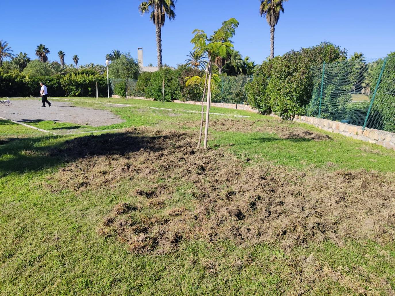 La piara ha arrancado el césped de los jardines en su visita nocturna al vecindario 