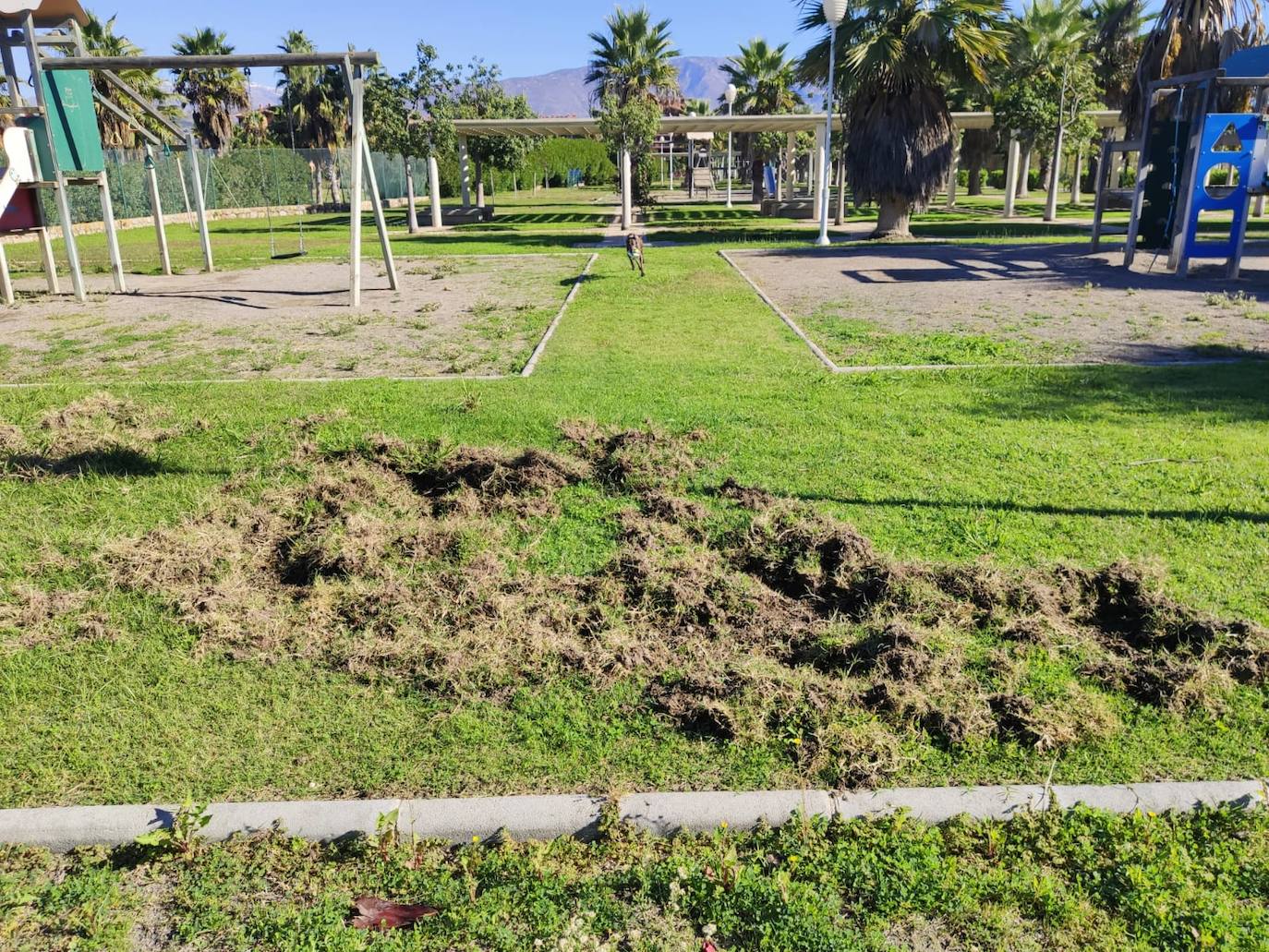 La piara ha arrancado el césped de los jardines en su visita nocturna al vecindario 