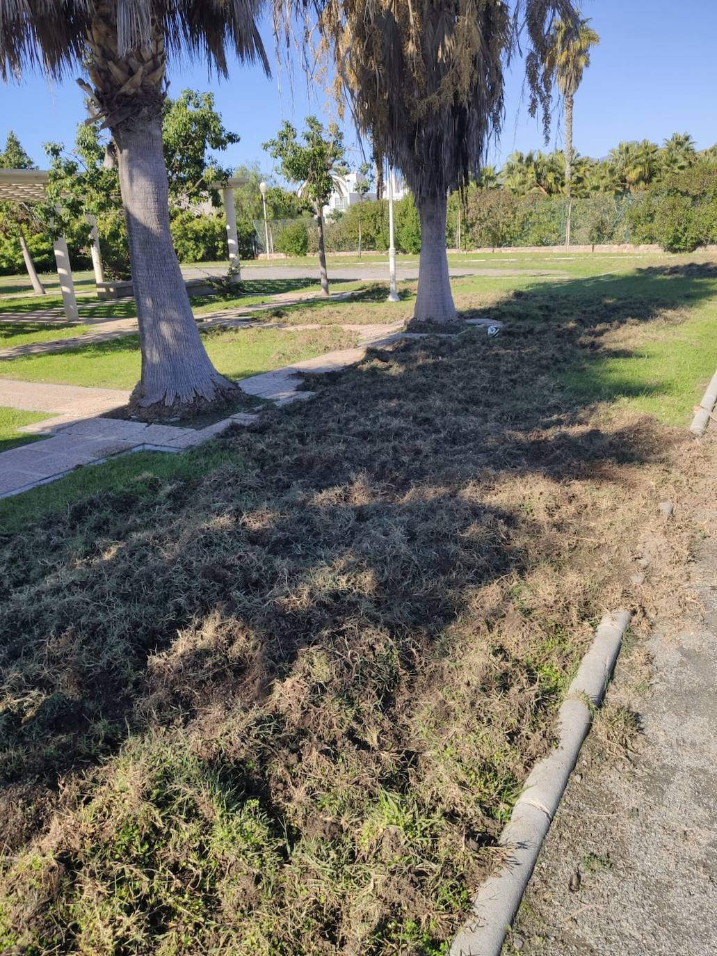 La piara ha arrancado el césped de los jardines en su visita nocturna al vecindario 