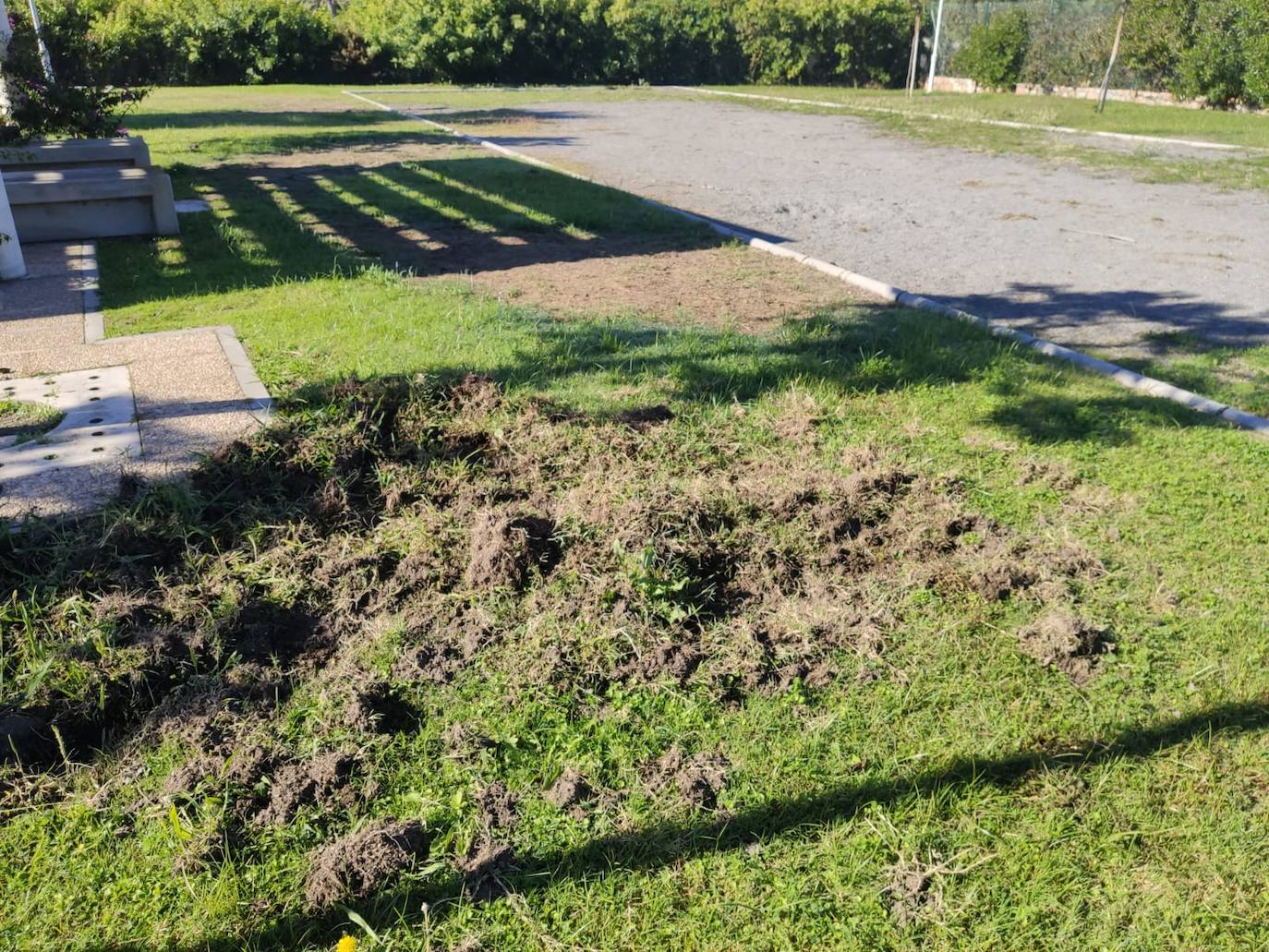 La piara ha arrancado el césped de los jardines en su visita nocturna al vecindario 