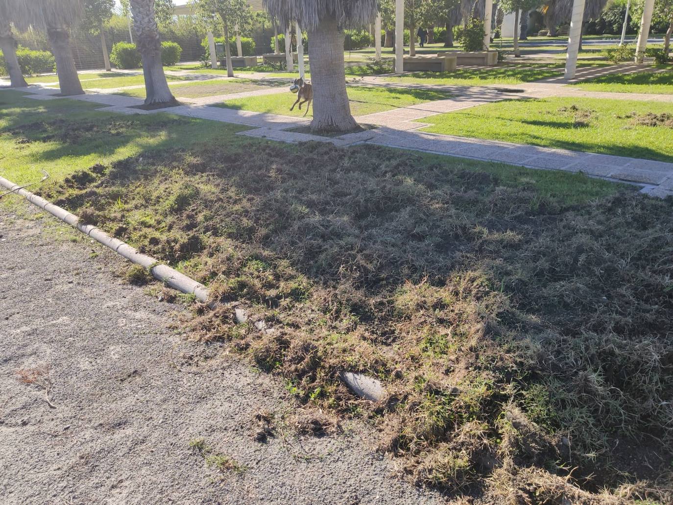 La piara ha arrancado el césped de los jardines en su visita nocturna al vecindario 