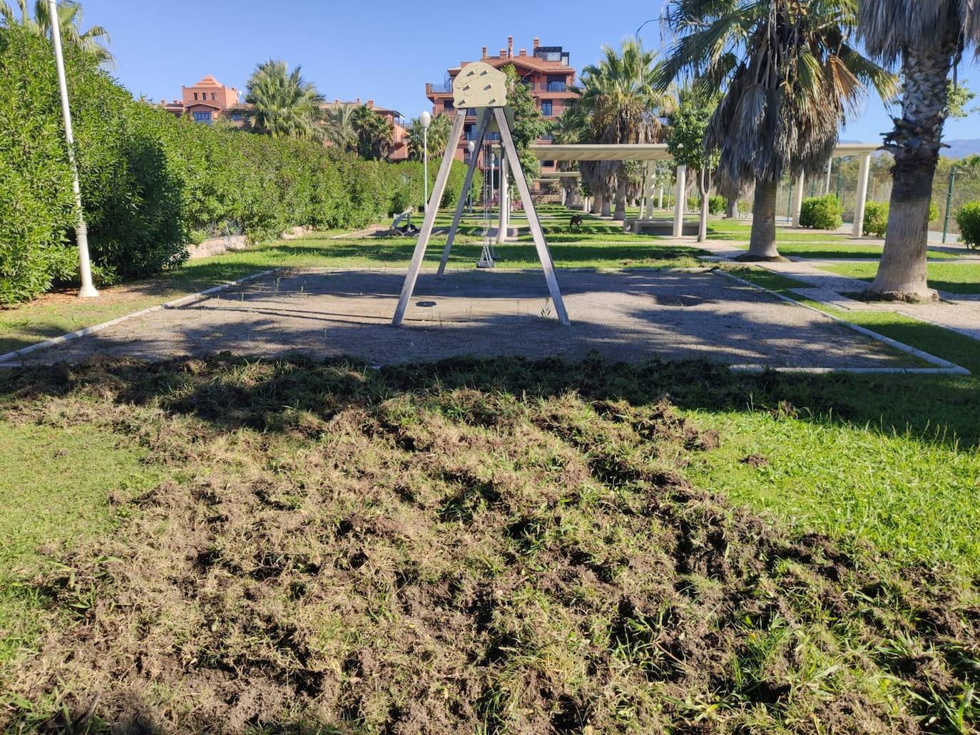 La piara ha arrancado el césped de los jardines en su visita nocturna al vecindario 