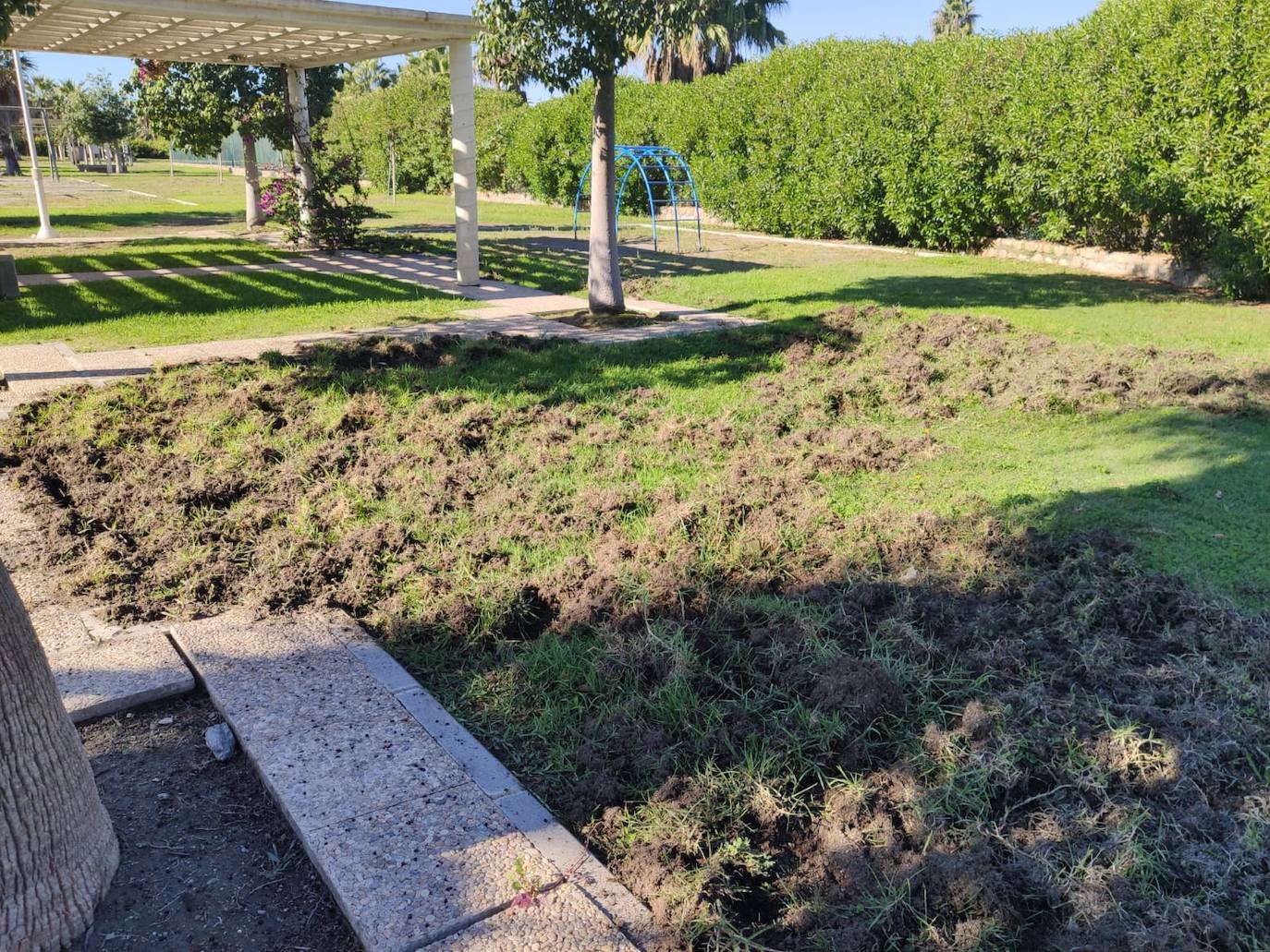 La piara ha arrancado el césped de los jardines en su visita nocturna al vecindario 