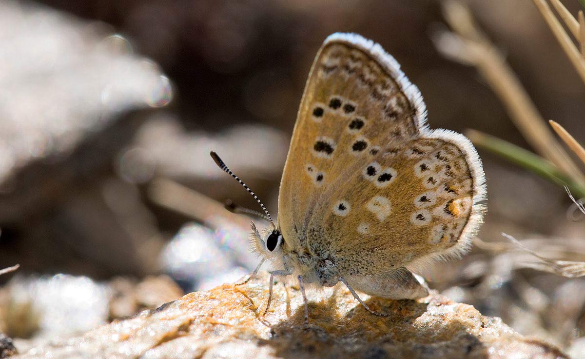 Una de las joyas entomológicas de la sierra, la mariposa Agriades zulichi