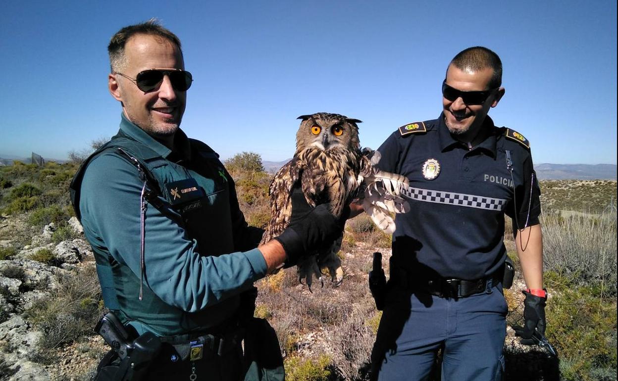 Rescate en Granada: sacan a un búho que se había quedado atrapado en un alambre en Gójar