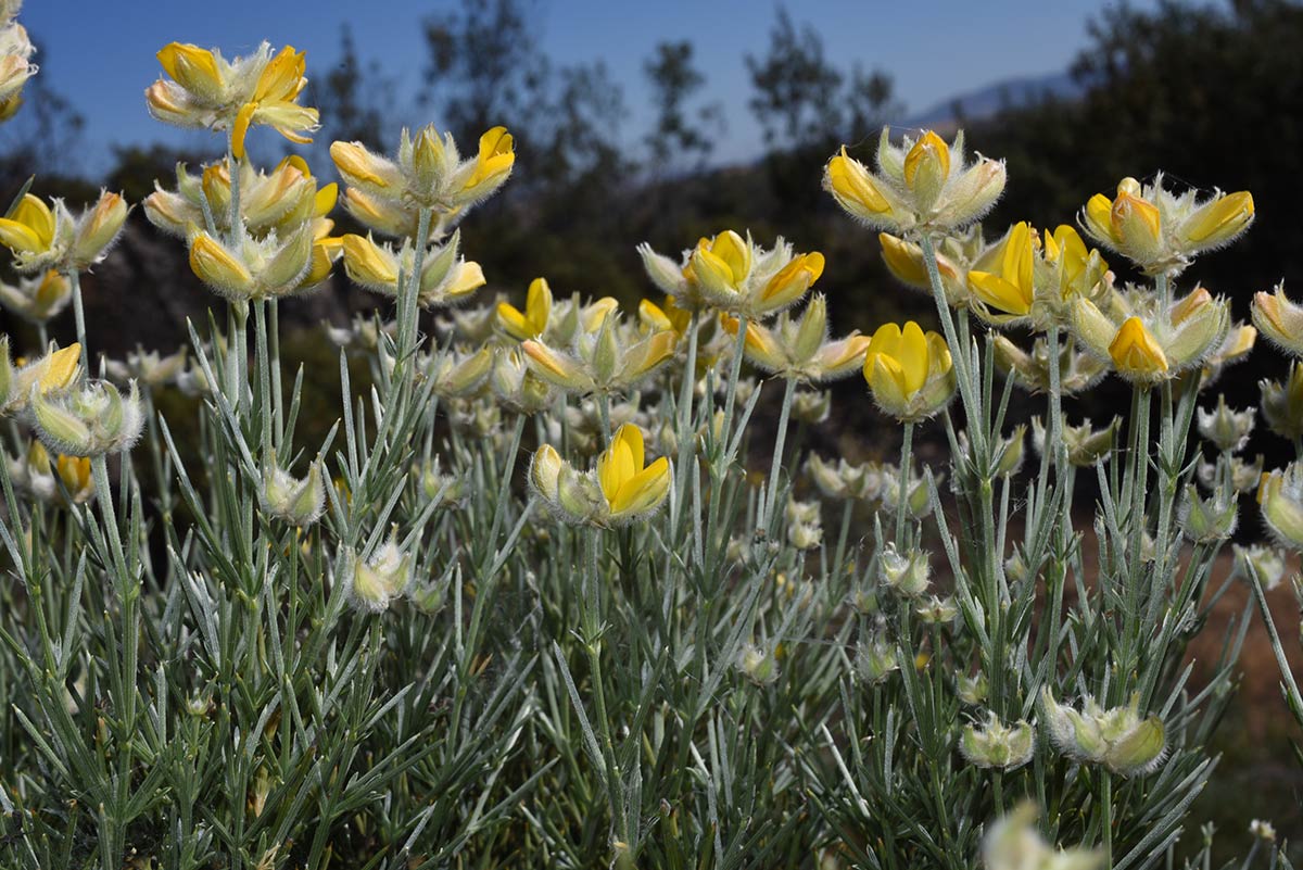Echinospartum algibicum, sierra de Ronda, Málaga