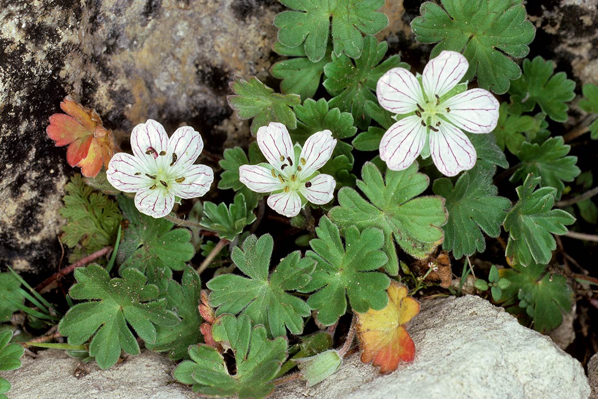 Geranium cazorlense, endémica de la sierra del Pozo, Jaén