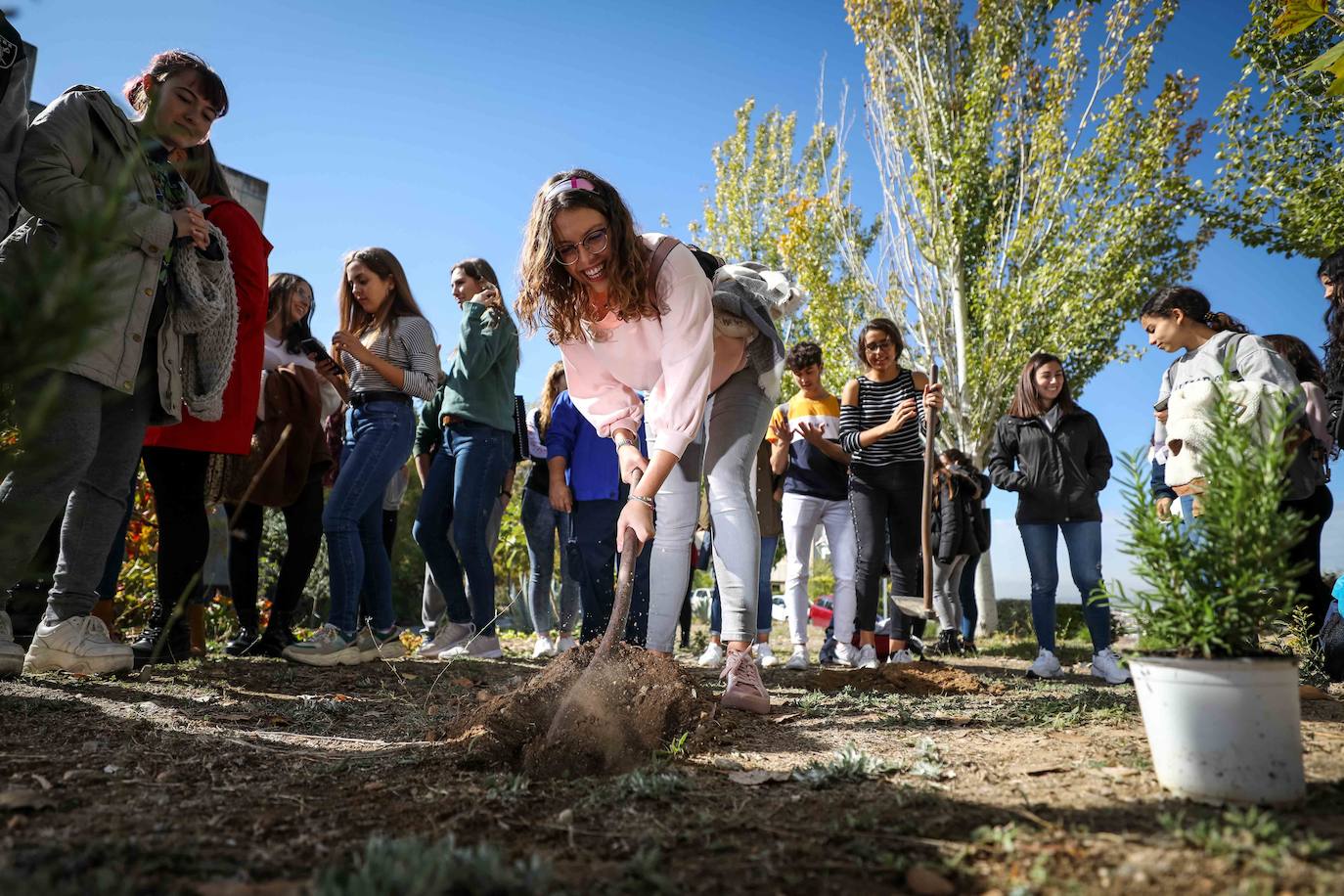 Una estudiante cava en la tierra para plantar uno de los árboles.