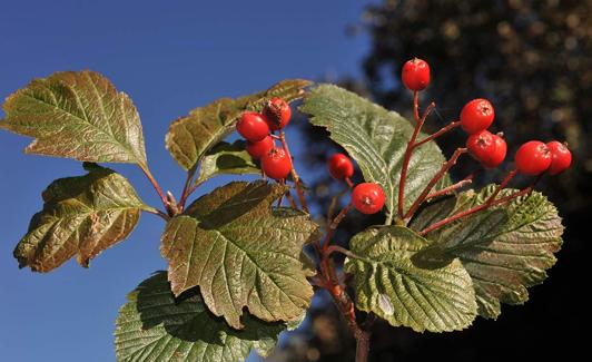 Sorbus intermedia 